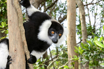 black-and-white ruffed lemur, lemur island, andasibe