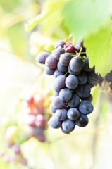 Blue grapes on vine