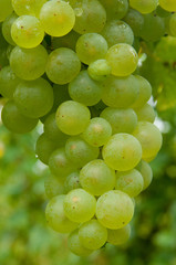 Weintrauben 12.054