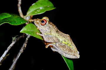 guibe's warty treefrog, andasibe