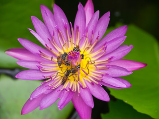 Bees and water lily