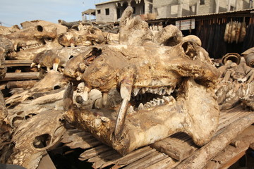 Nilpferdschädel, Hippo am Voodoo Fetisch Markt, Togo, Afrika
