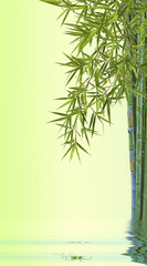 concept bambou nature zen