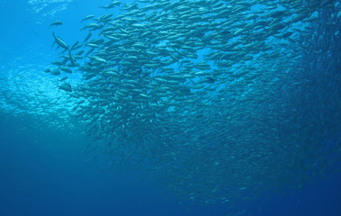 Makrelen im Gegenlicht