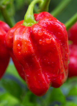 Chili (Habanero Red Savina)