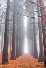  pine tree forest in a mist © Yuriy Kulik
