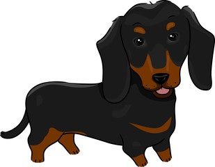 Dachshund