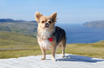 Chihuahua against Norwegian landscape