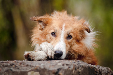 sad red border collie