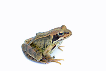 Small Toad