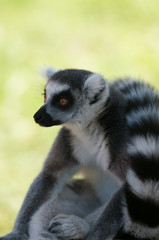 Closeup profile portrait of lemur looking on the left