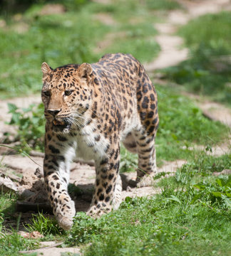 Panthera pardus
