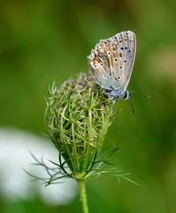 Bläuling auf wilder Möhre