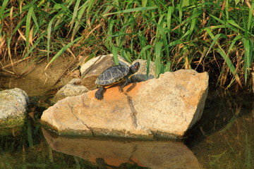甲羅干しするカメ