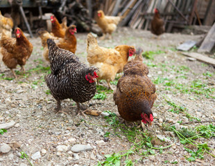 Free range chicken