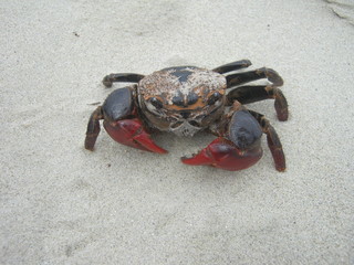 Winkerkrabbe