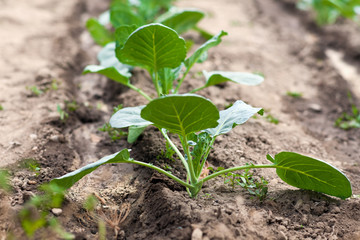 Cabbage seedlings