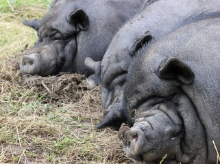 Drei schlafende Hängebauchschweine