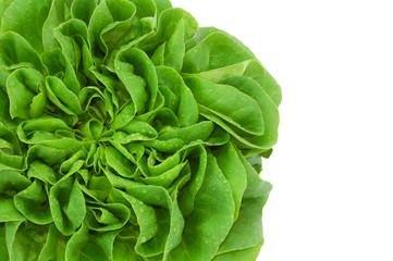 green fresh lettuce salad close up isolated