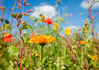 Naklejka premium Wild flowers in a field in summer