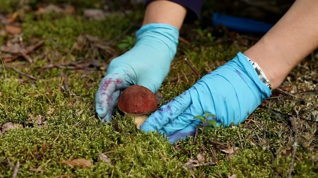 Cepe - Edible Mushroom