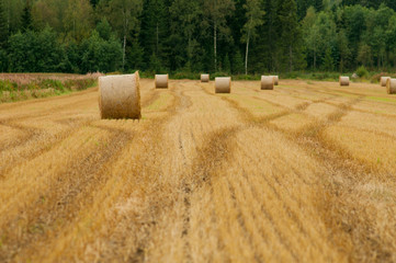 Fototapeta premium Harvested field with straw