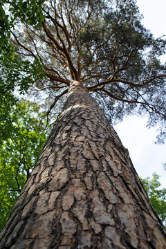Trunk of pine tree © Tatiana Belova