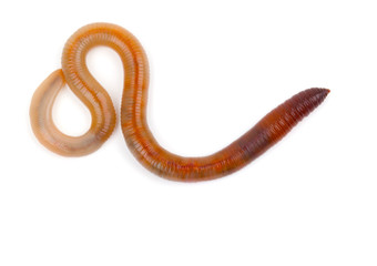Animal earthworm on white background