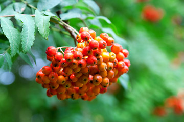 A tree with rowan berries in the fall