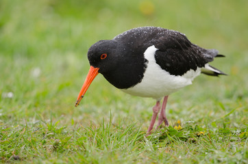 Austernfischer, Eurasian oystercatcher, Haematopus ostralegus