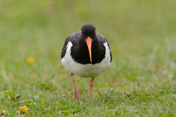 Austernfischer, Eurasian oystercatcher, Haematopus ostralegus