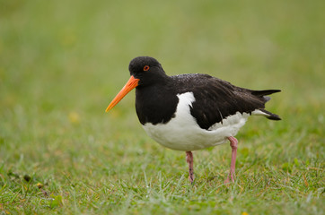 Austernfischer, Eurasian oystercatcher, Haematopus ostralegus