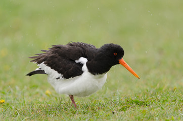 Austernfischer, Eurasian oystercatcher, Haematopus ostralegus