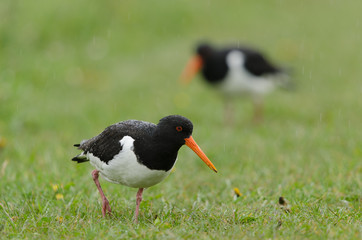 Austernfischer, Eurasian oystercatcher, Haematopus ostralegus