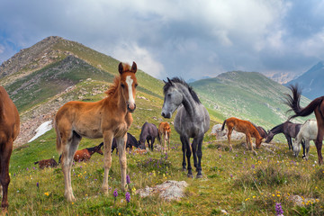 horses in the mountains in Tibet.