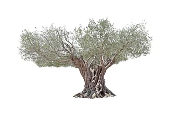 Foto op Plexiglas Olijfboom Seculiere olijfboom geïsoleerd op een witte achtergrond.