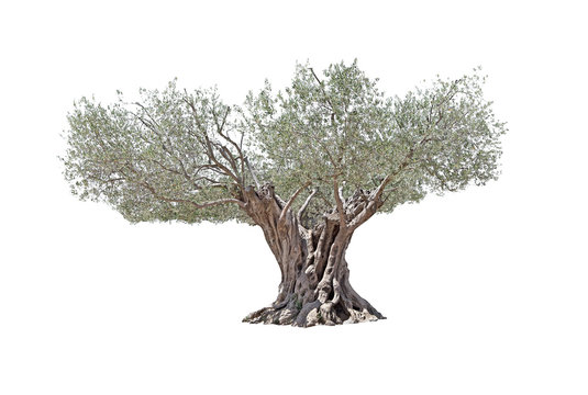 Secular Olive Tree isolated on white background.