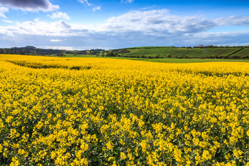 Field of yellow rapeseed