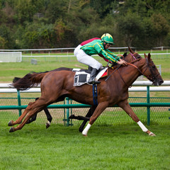 Course hippique, cheval en t&ecirc;te