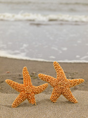 Fototapeta na wymiar Two Starfish on the Shoreline with Waves in the Background