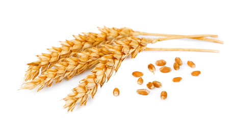 wheat with grains