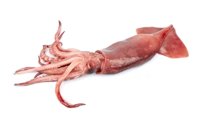 Fotobehang nice fresh squid isolated © margo555