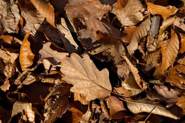 Leaves