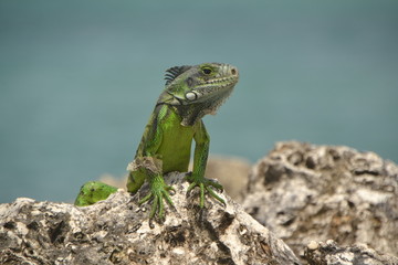 Iguane