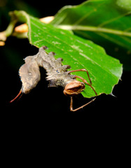 nocturnal lobster moth caterpillar, macro vertical crop