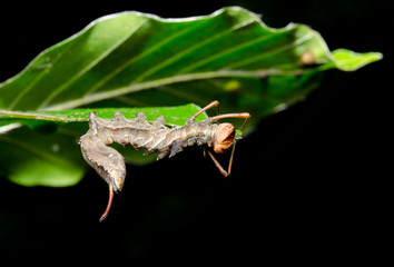 nocturnal lobster moth caterpillar eating beech leaf