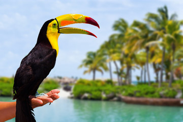 Caribbean Toucan in the Mayan Riviera