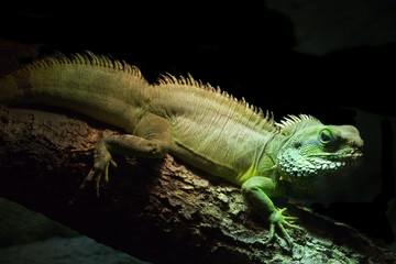 Green Iguana