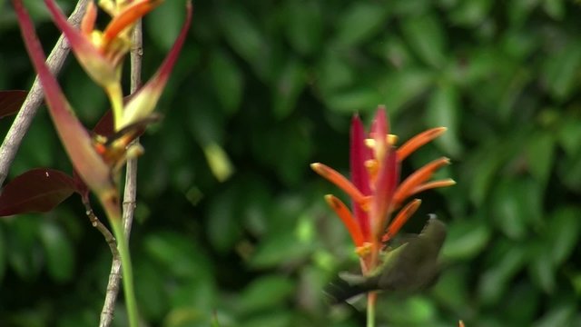 yellow Sunbird