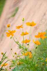 Fototapeta premium Marigold orange flower